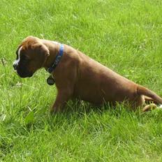 Boxer Troica´s gaucho - Koda