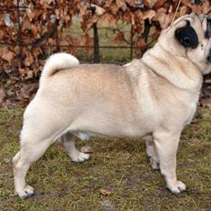 Mops *RBM* Omar Pug Altbox  *Frodo*