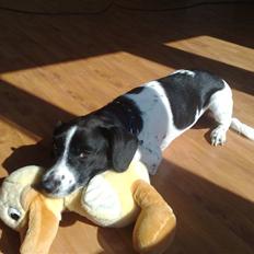 Dansk svensk gaardhund Smooky