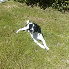 Dansk svensk gaardhund Smooky