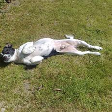 Dansk svensk gaardhund Smooky