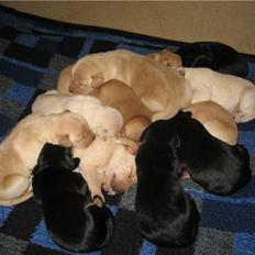 Blanding af racer Molly