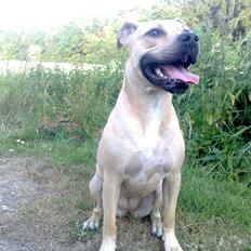Amerikansk staffordshire terrier SOLLy