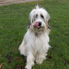 Blanding af racer Silke