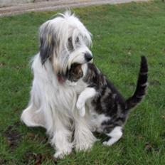 Blanding af racer Silke