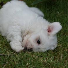 Coton de tulear NORNOKI 