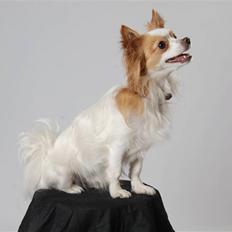 Chihuahua / papillon Viggo