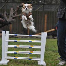 Chihuahua / papillon Viggo