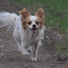 Chihuahua / papillon Viggo
