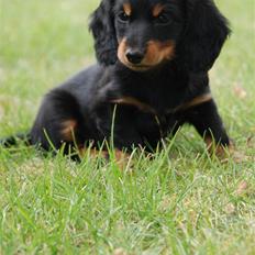 Miniature gravhund Zenobia