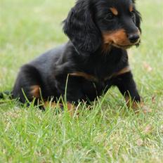 Miniature gravhund Zenobia