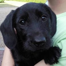 Blanding af racer Dagmar