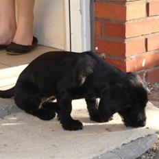 Blanding af racer Dagmar