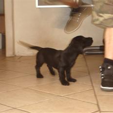 Blanding af racer Dagmar