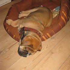 Olde english bulldogge Eddie