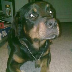 Rottweiler Tyson (Desværre død :'( )