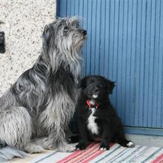 Pyrenæisk hyrdehund Jomgardens Irma