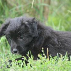 Pyrenæisk hyrdehund Jomgardens Irma