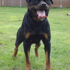 Rottweiler Mahogni`s Da Vinci