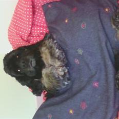 Amerikansk cocker spaniel karla