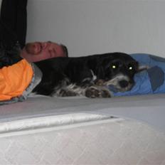 Blanding af racer Jack (Himmelhund)