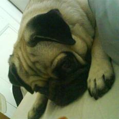 Mops Rosa