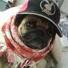 Mops Rosa