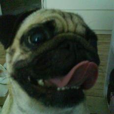 Mops Rosa