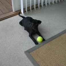 Blanding af racer Mickey