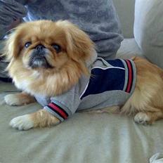 Pekingeser Miss Molly