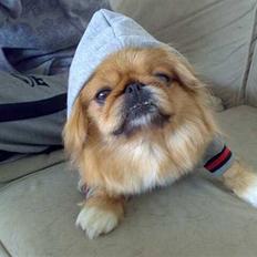 Pekingeser Miss Molly