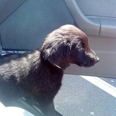 Blanding af racer Bella SOLGT