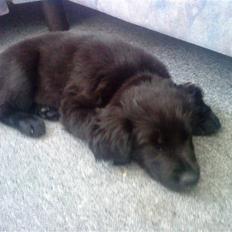 Blanding af racer Bella SOLGT