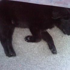 Blanding af racer Bella SOLGT