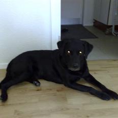 Labrador retriever Bastian  R. I. P.