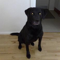 Labrador retriever Bastian  R. I. P.