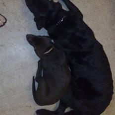 Labrador retriever Bastian  R. I. P.