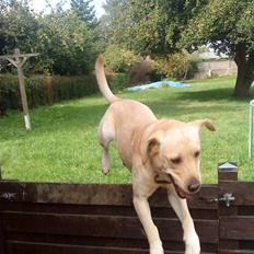 Labrador retriever Nala (hvil i fred skath<3