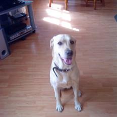 Labrador retriever Nala (hvil i fred skath<3