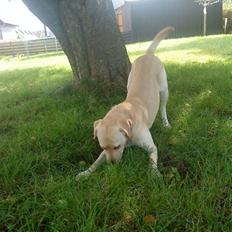 Labrador retriever Nala (hvil i fred skath<3