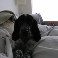 Cocker spaniel Chianti aka Banditten