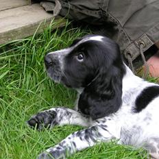 Cocker spaniel Chianti aka Banditten