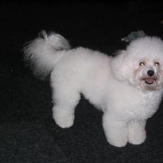 Bichon à poil frisé Fnuggi