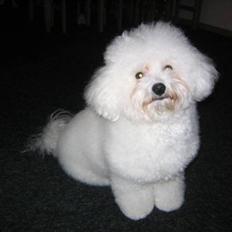 Bichon à poil frisé Fnuggi