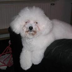 Bichon à poil frisé Fnuggi
