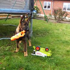 Schæferhund Kenzally´s Alpha (Kenzo) R.I.P : (