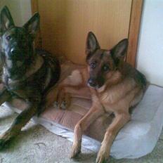 Schæferhund Kenzally´s Alpha (Kenzo) R.I.P : (