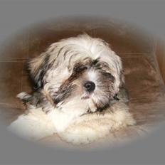 Lhasa apso afrodite