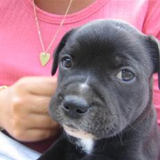 Staffordshire bull terrier Nelly