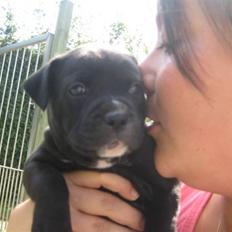 Staffordshire bull terrier Nelly